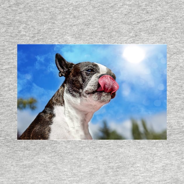 Boston Terrier v Peanut Butter by JeffreySchwartz